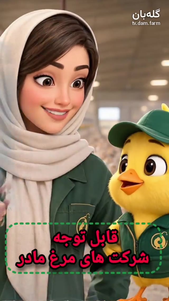 قابل توجه شرکت‌های مرغ مادر گوشتی!